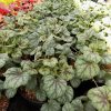 Heuchera Green Spice