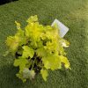 Heuchera Lime Marmalade