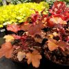 Heuchera Peach Flambe