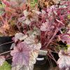 Heuchera Silver Scrolls