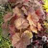 Heuchera Walnut