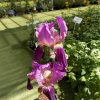 Iris Supreme Sultan