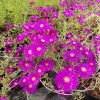 Lampranthus Purple