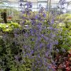 Nepeta Six Hills Giant