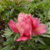 Paeonia Julia Rose