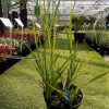 Panicum virgatum Heavy Metal