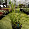 Panicum virgatum Heavy Metal