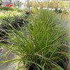 Pennisetum Hamelin