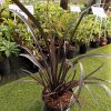 Phormium Black Velvet