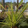 Phormium Tenax