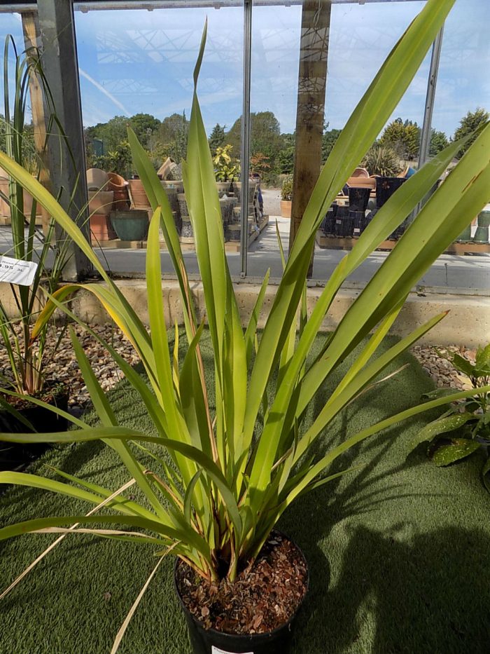 Phormium Tenax Shallowmead