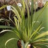 Phormium Yellow Wave