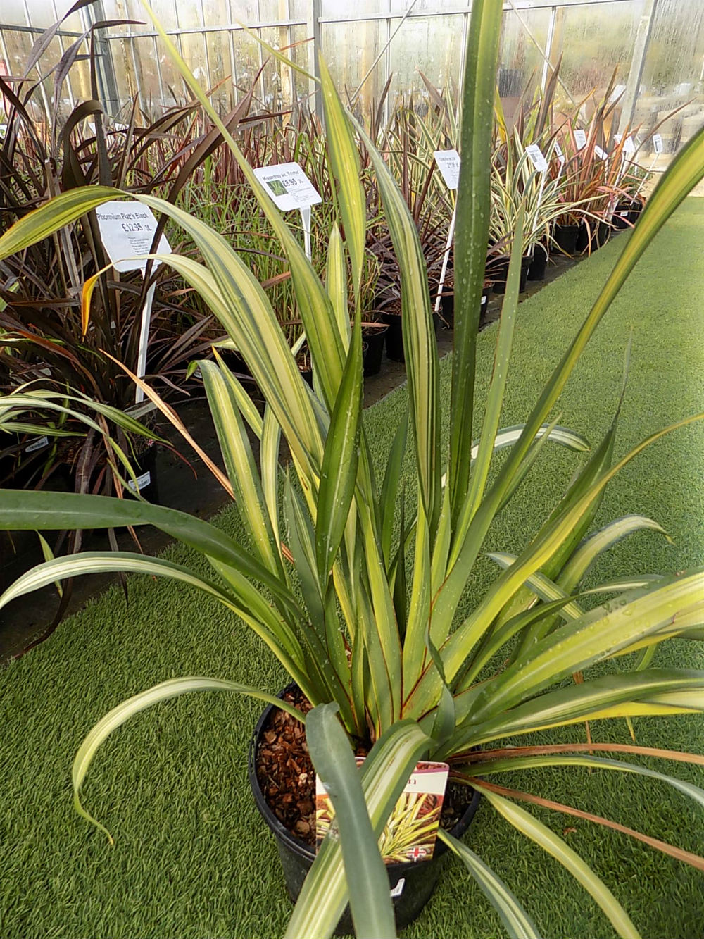 Phormium Yellow Wave - Shallowmead