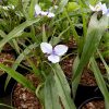 Tradescantia Merlot Clusters