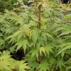 Acer Sango-Kaku