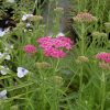 Achillea Pink Grapefruit