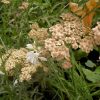 Achillea Apricot Delight