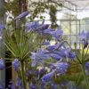 Agapanthus Big Blue