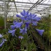 Agapanthus Delft Blue