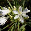 Agapanthus Silver Baby