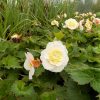 Begonia Sweet Spice Citrus