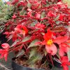 Begonia Summerwings Dark Elegance