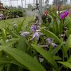 Bletilla Blue Dragon