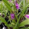 Bletilla Striata
