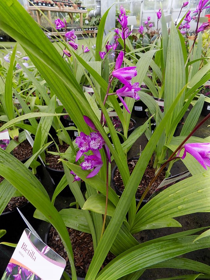 Bletilla Striata Shallowmead