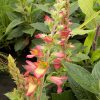 Digitalis illumination Flame