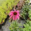 Echinacea Vintage Wine