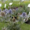 Eryngium Blue Hobbit