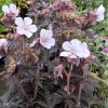 Geranium Purple Ghost