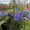 Agapanthus Star Quality