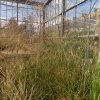 Deschampsia Tatra Gold