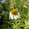 Echinacea pur. White Swan