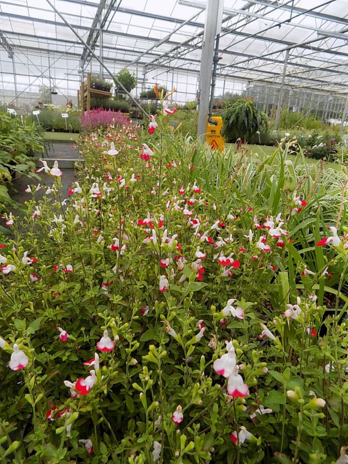 Salvia Little Kiss Shallowmead