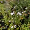 Salvia Trebah Lilac White