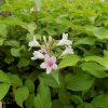 Weigela Florida