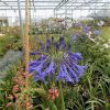 Agapanthus Lilac Lullaby