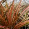 Phormium Flamingo