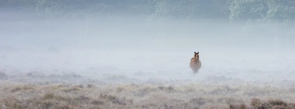 A New Forest pony in the morning mist