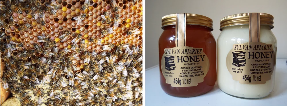 Bees on honeycomb and jars of Sylvan Apiaries honey