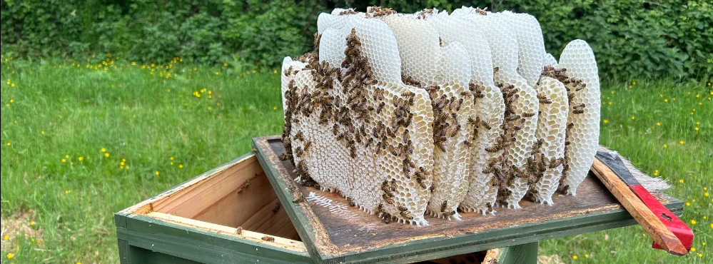 Bees on honeycomb above an open hive
